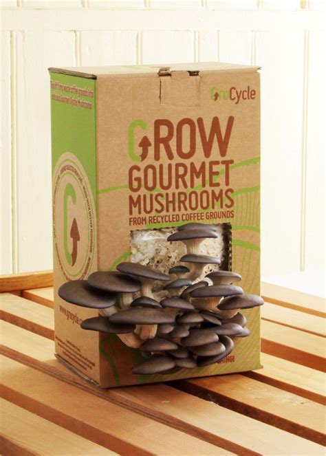 Ebay mushroom grow kit